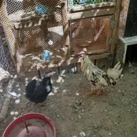 خروس گلین چهل تاج اصل