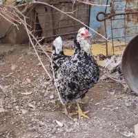مرغ و خروس گلین