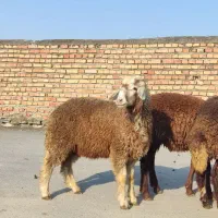 6 راس بره نر
