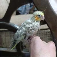 جوجه عروس هلندی کفتر