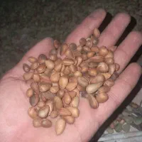 بادام کوهی(الوک) تازه