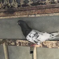 کبوتر ماده کله سرکه ای