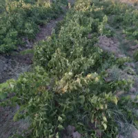۱۰ هزار متر باغ