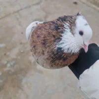 هجده تا طوق شازده ای بی نقص