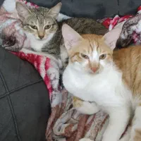 واگذاری گربه