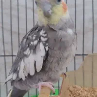 عروس هلندی نر
