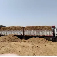 کاه نیشکر باگاس تحویل دم دامداری