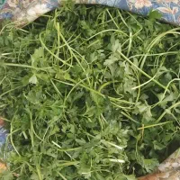 ضایعات سبزی برای دام