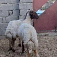 دو عدد شک درجه یک داشتی