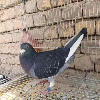 نر پلاکی|پرنده|اصفهان, قهجاورستان|دیوار
