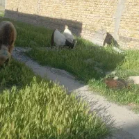 ۳ععد بیگ نر