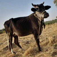 یک گاو ماده با گوساله