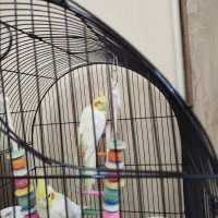 عروس هلندی نر