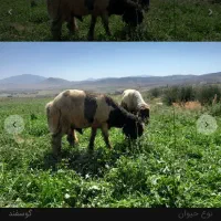 استخدام چوپان