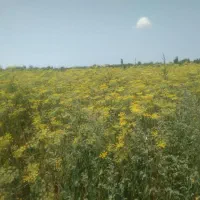 رازیایانه