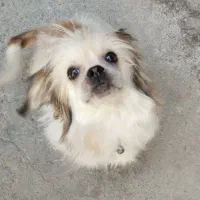 واگذاری پاکوتا