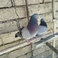 سبز پر|پرنده|سامان, |دیوار