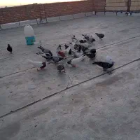 کبوتر