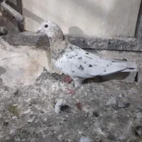 کبوتر