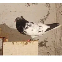 تارشده500شیرینی