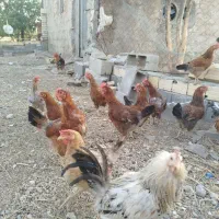 مرغ