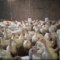 جوجه بوقلمون بیوتی6