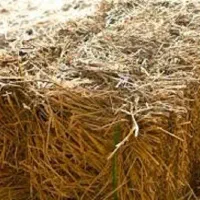 سرچینا بادست بریده شده وکاملا خشک