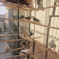 کبوتر