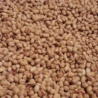 فروش ۳۰ کیلوپسته فندقی ۱۲۸۰۰۰۰مقطوع