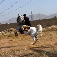 اسب مادیان اصیل