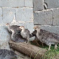 جوجه بوقلمون برنز