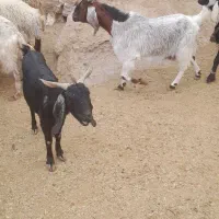 بزپاکستانی