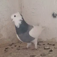 کبوتر کلفه پیس ککیل