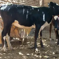 گوساله ماده