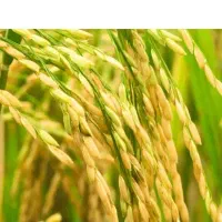 شلتوک هاشمی