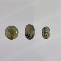 شجر قائنات
