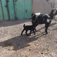 بزخوب باکعره نر