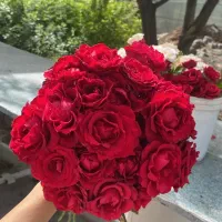 گل رز هلندی