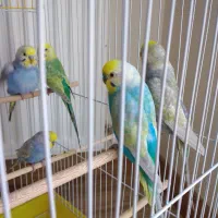 مرغ عشق های رنگین‌کمانی رینبو