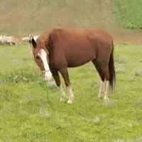 اسب|اسب و تجهیزات اسبسواری|انگوت, |دیوار