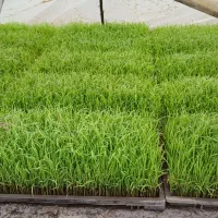 توم نشاء هاشمی درشاندرمن خیابان شهیدعبدی  بنه سرا
