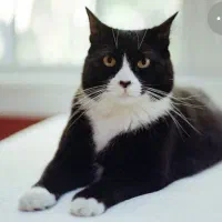 گربه گمشده سفید مشکی