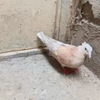 کفتر|پرنده|مشهد, رسالت|دیوار