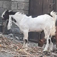 فروش یک راس گوسفند نر گوشتی برای داشت وقربانی