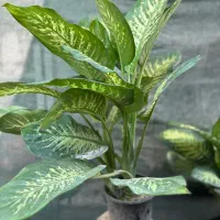 گل و گیاه عمده و تک