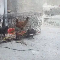 تعدادی خروس وباریک حراج دونی۷۵۰