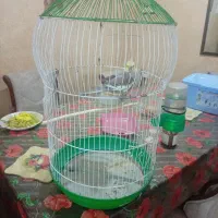 طوطی عروس هلندی بالق