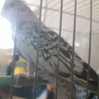 عروس هلندی ماده  گلباقالی