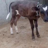 گوساله ماده