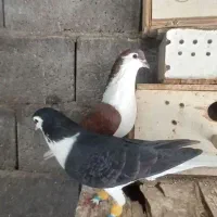 شهری کاکولی